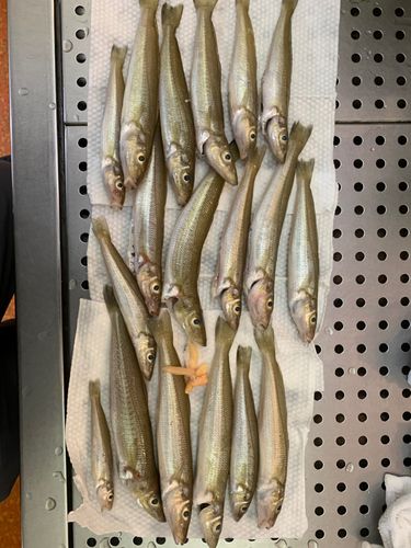 キスの釣果