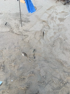 キスの釣果