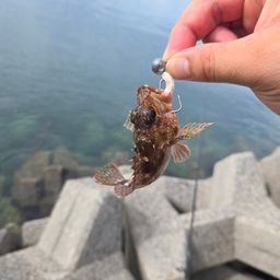 カサゴ