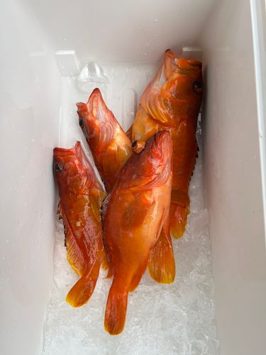 アカハタの釣果