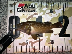 エゾメバルの釣果