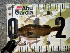 エゾメバルの釣果