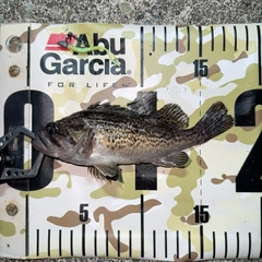 クロソイの釣果