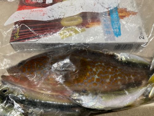 キジハタの釣果