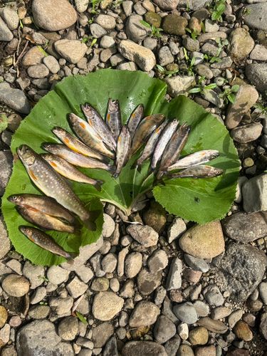 イワナの釣果