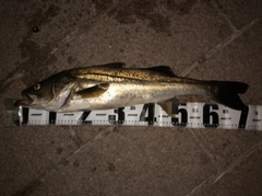 スズキの釣果