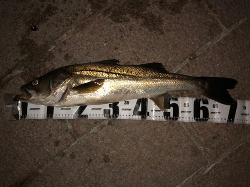 スズキの釣果