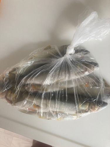 アユの釣果
