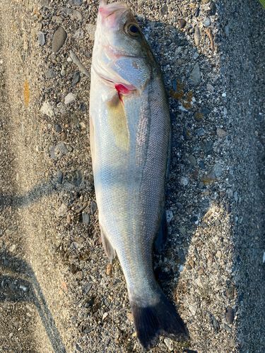 マダカ（マルスズキ）の釣果