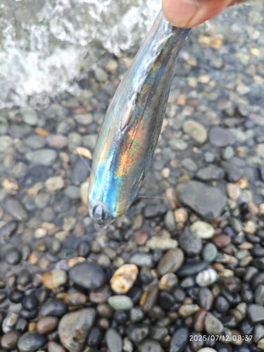 ソウダガツオの釣果