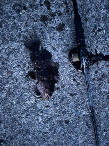 ハチガラの釣果