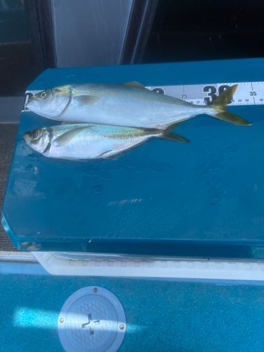 ツバスの釣果