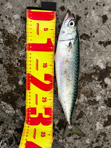サバの釣果