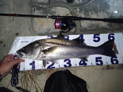 シーバスの釣果