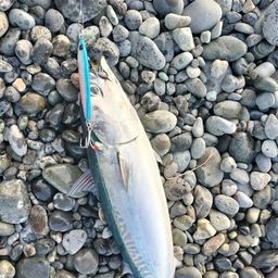 ソウダガツオ