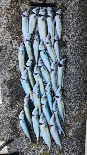サバの釣果