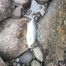 ソウダガツオ
