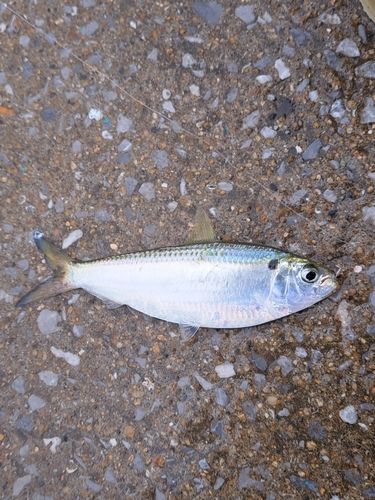 サッパの釣果