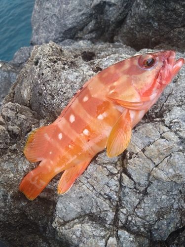 アカハタの釣果