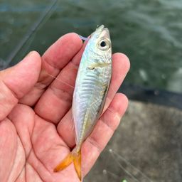 マアジ