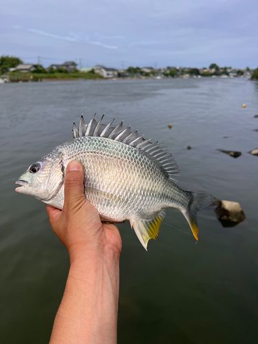 キビレの釣果