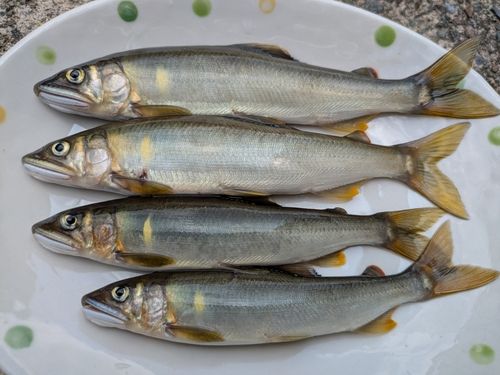 アユの釣果