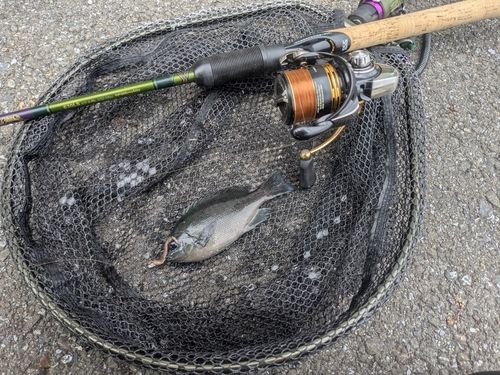 グレの釣果
