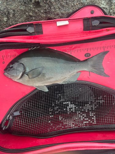 オナガグレの釣果