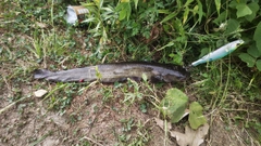 ナマズの釣果