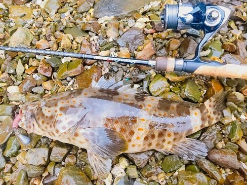 チャイロマルハタの釣果