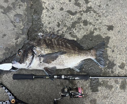 チヌの釣果