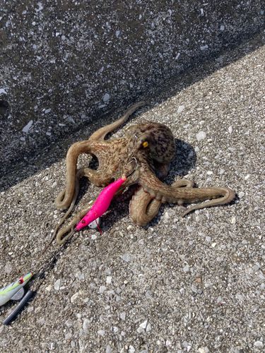 タコの釣果