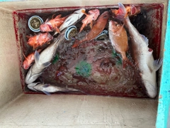 マダイの釣果