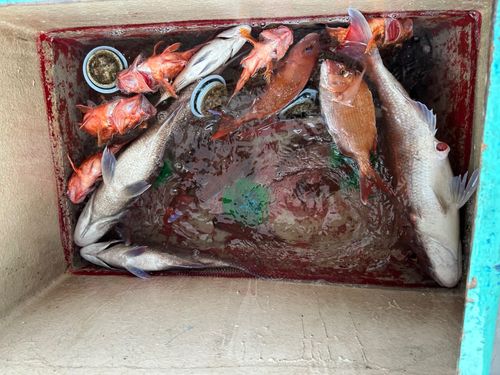 マダイの釣果