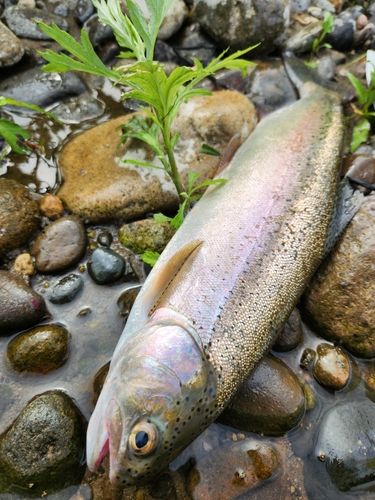 ニジマスの釣果