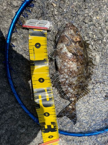 バリの釣果