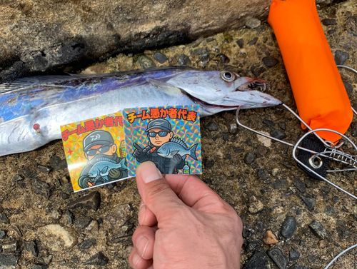 タチウオの釣果