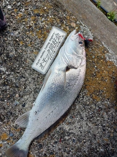 オオニベの釣果