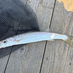カマス