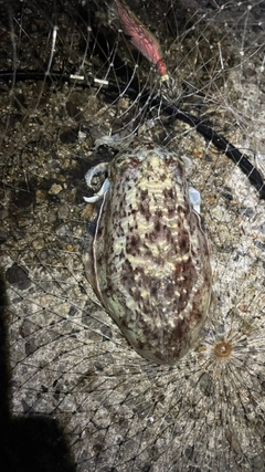 コウイカの釣果