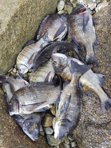 チヌの釣果
