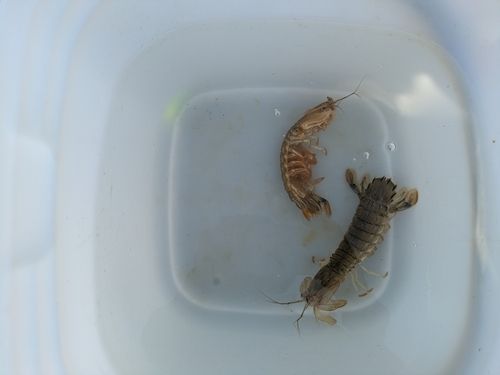 シャコの釣果