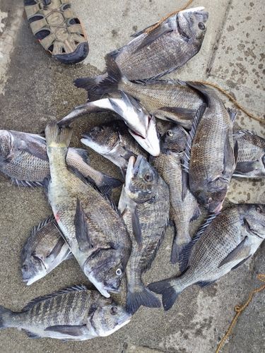 チヌの釣果