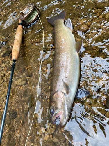 イワナの釣果