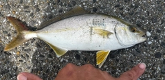 ネリゴの釣果