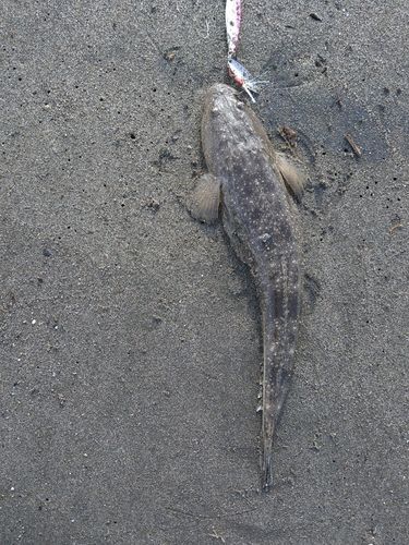 マゴチの釣果
