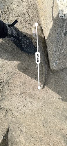 マゴチの釣果