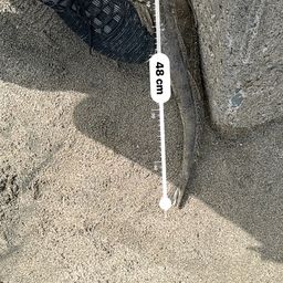 マゴチ
