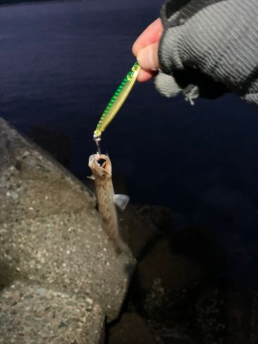 エソの釣果