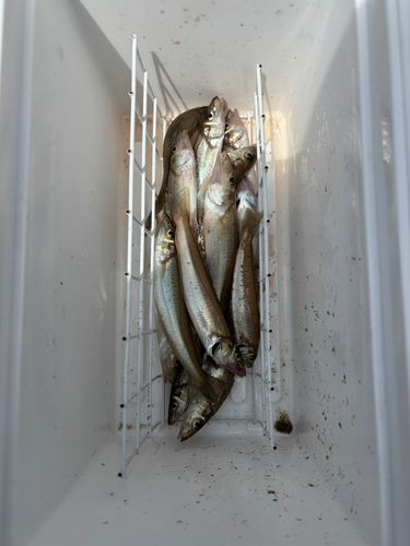 キスの釣果